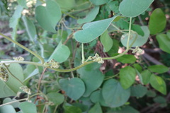 Cissampelos pareira var. hirsuta